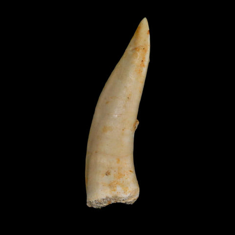 1.9" Saber Toothed Herring Fossil Fang Enchodus Libycus Cretaceous COA Stand