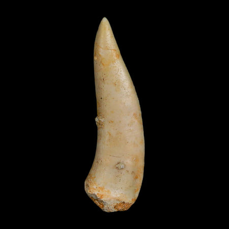 1.9" Saber Toothed Herring Fossil Fang Enchodus Libycus Cretaceous COA Stand