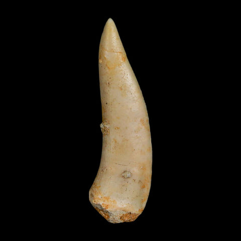 1.9" Saber Toothed Herring Fossil Fang Enchodus Libycus Cretaceous COA Stand