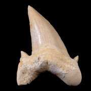 2" Otodus Obliquus Shark Fossil Tooth Specimen Oued Zem Morocco COA