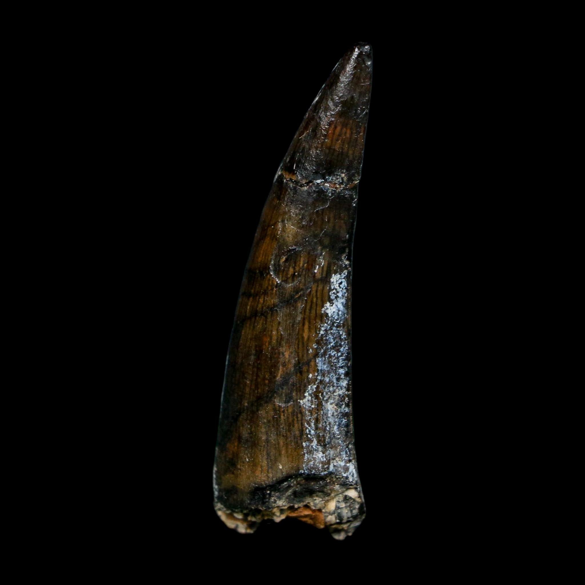 1.8" Suchomimus Fossil Tooth Cretaceous Spinosaurid Dinosaur Elraz FM Niger COA