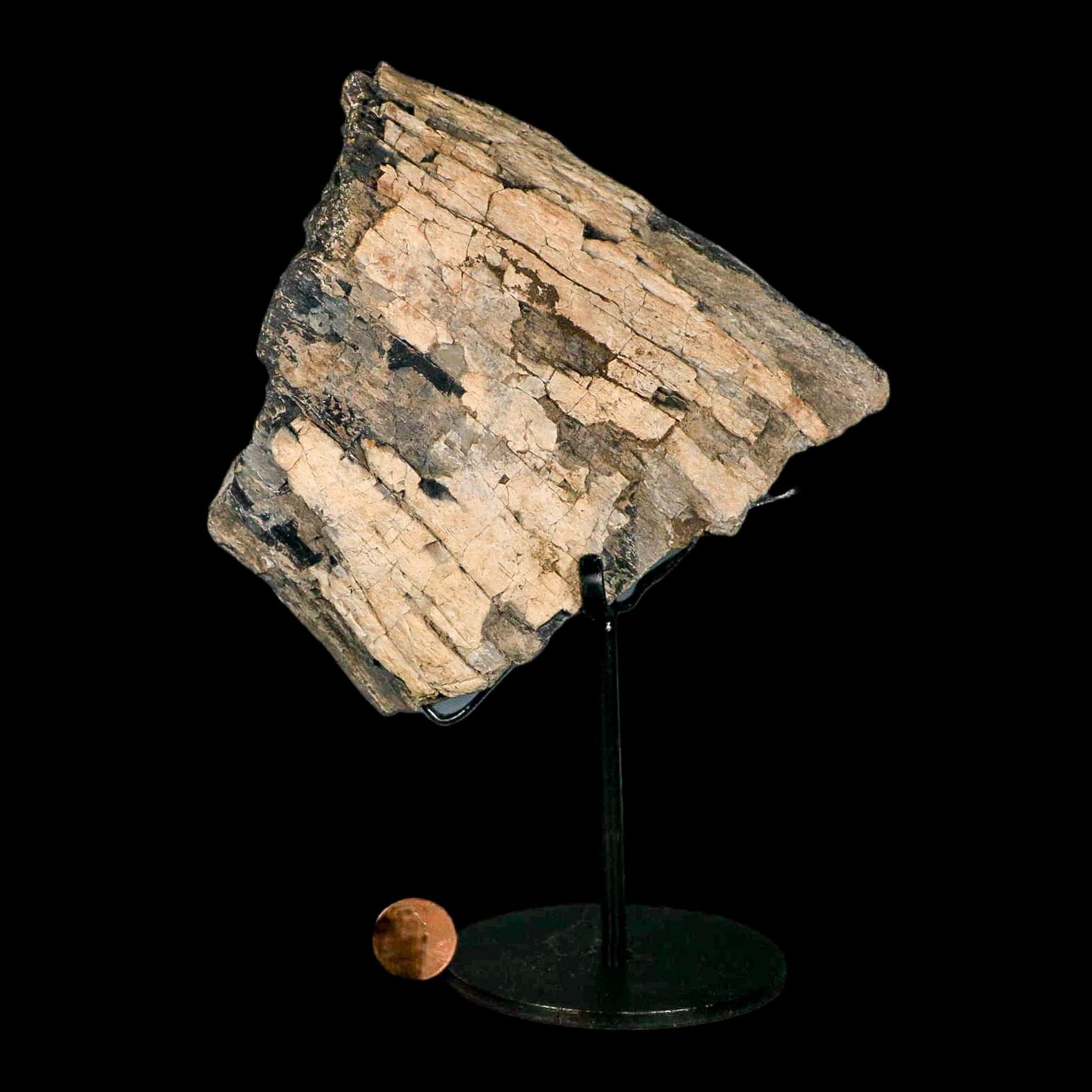 5.2" Camarasaurus Dinosaur Fossil Limb Bone Morrison FM CO Jurassic Age COA Stand - Fossil Age Minerals