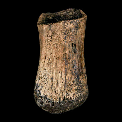 2" Brachylophosaurus Fossil Metacarpal Cretaceous Dinosaur Judith River FM MT COA - Fossil Age Minerals