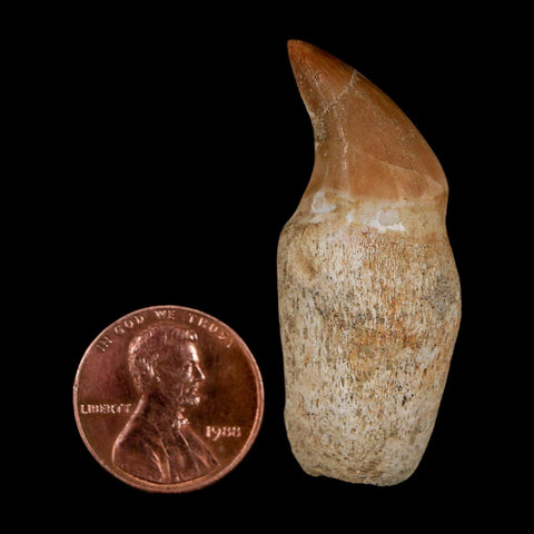 1.7" Halisaurus Walkeri Mosasaur Fossil Tooth Rooted Cretaceous Dinosaur Era COA