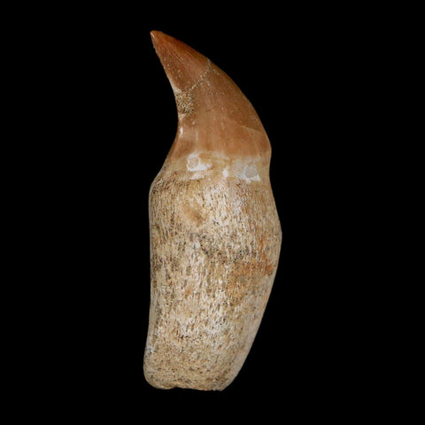 1.7" Halisaurus Walkeri Mosasaur Fossil Tooth Rooted Cretaceous Dinosaur Era COA