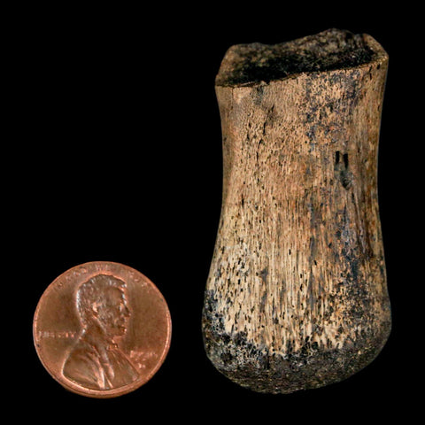 2" Brachylophosaurus Fossil Metacarpal Cretaceous Dinosaur Judith River FM MT COA - Fossil Age Minerals