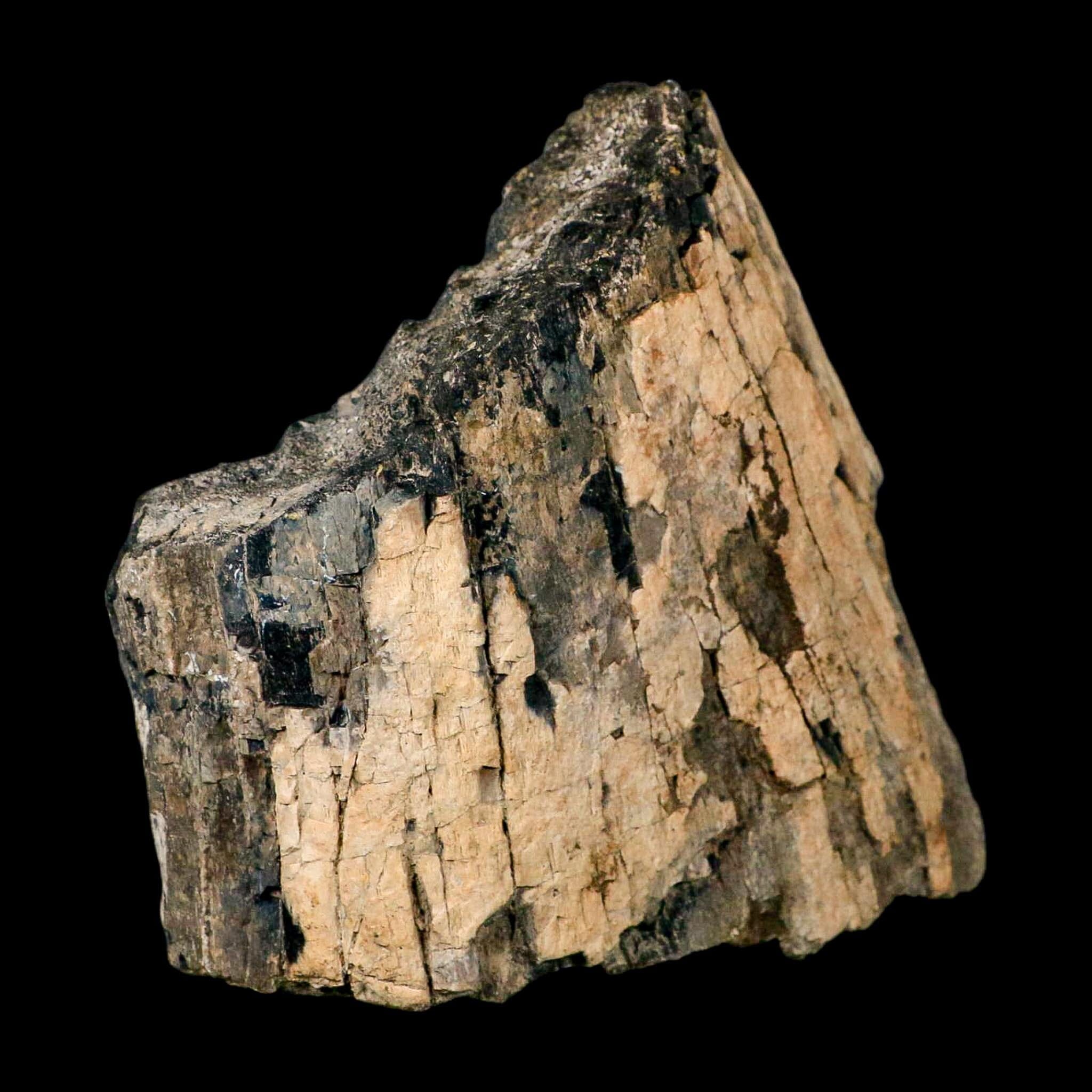 5.2" Camarasaurus Dinosaur Fossil Limb Bone Morrison FM CO Jurassic Age COA Stand - Fossil Age Minerals