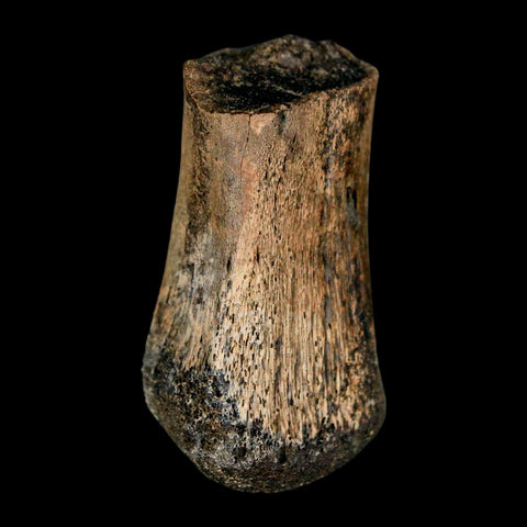 2" Brachylophosaurus Fossil Metacarpal Cretaceous Dinosaur Judith River FM MT COA - Fossil Age Minerals