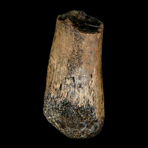 2" Brachylophosaurus Fossil Metacarpal Cretaceous Dinosaur Judith River FM MT COA - Fossil Age Minerals