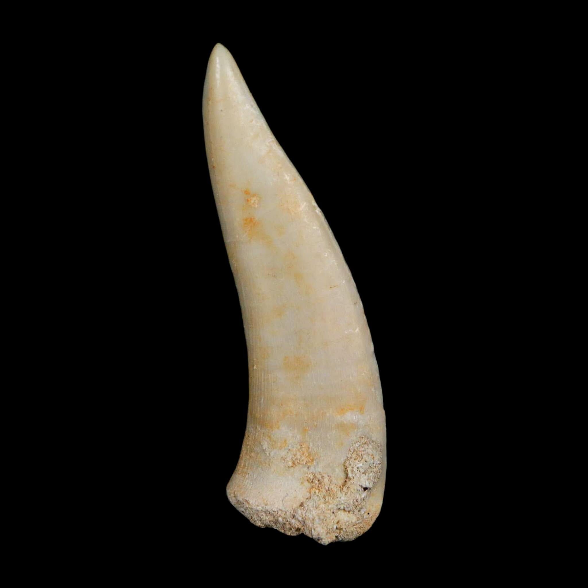 1.9" Saber Toothed Herring Fossil Fang Enchodus Libycus Cretaceous COA Stand - Fossil Age Minerals