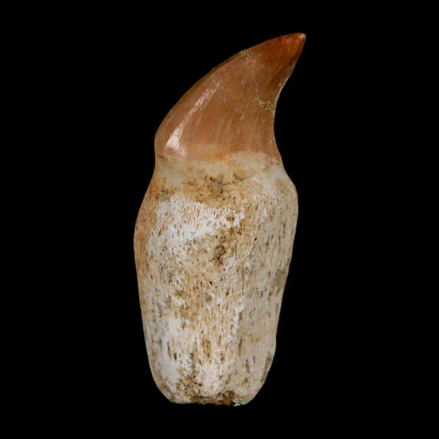 1.7" Halisaurus Walkeri Mosasaur Fossil Tooth Rooted Cretaceous Dinosaur Era COA