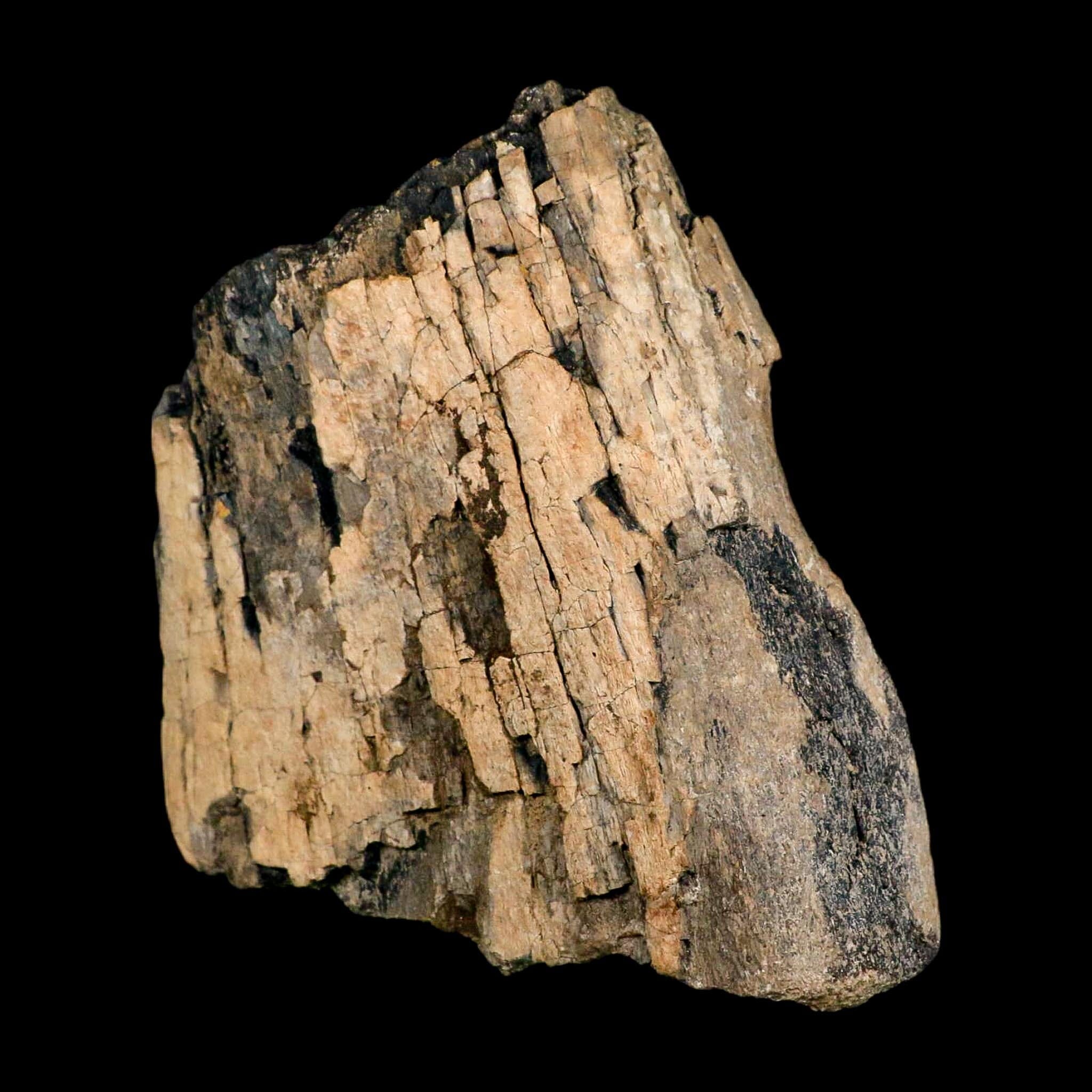 5.2" Camarasaurus Dinosaur Fossil Limb Bone Morrison FM CO Jurassic Age COA Stand - Fossil Age Minerals