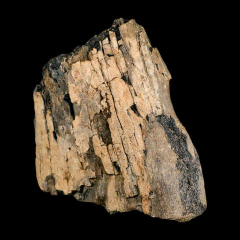 5.2" Camarasaurus Dinosaur Fossil Limb Bone Morrison FM CO Jurassic Age COA Stand