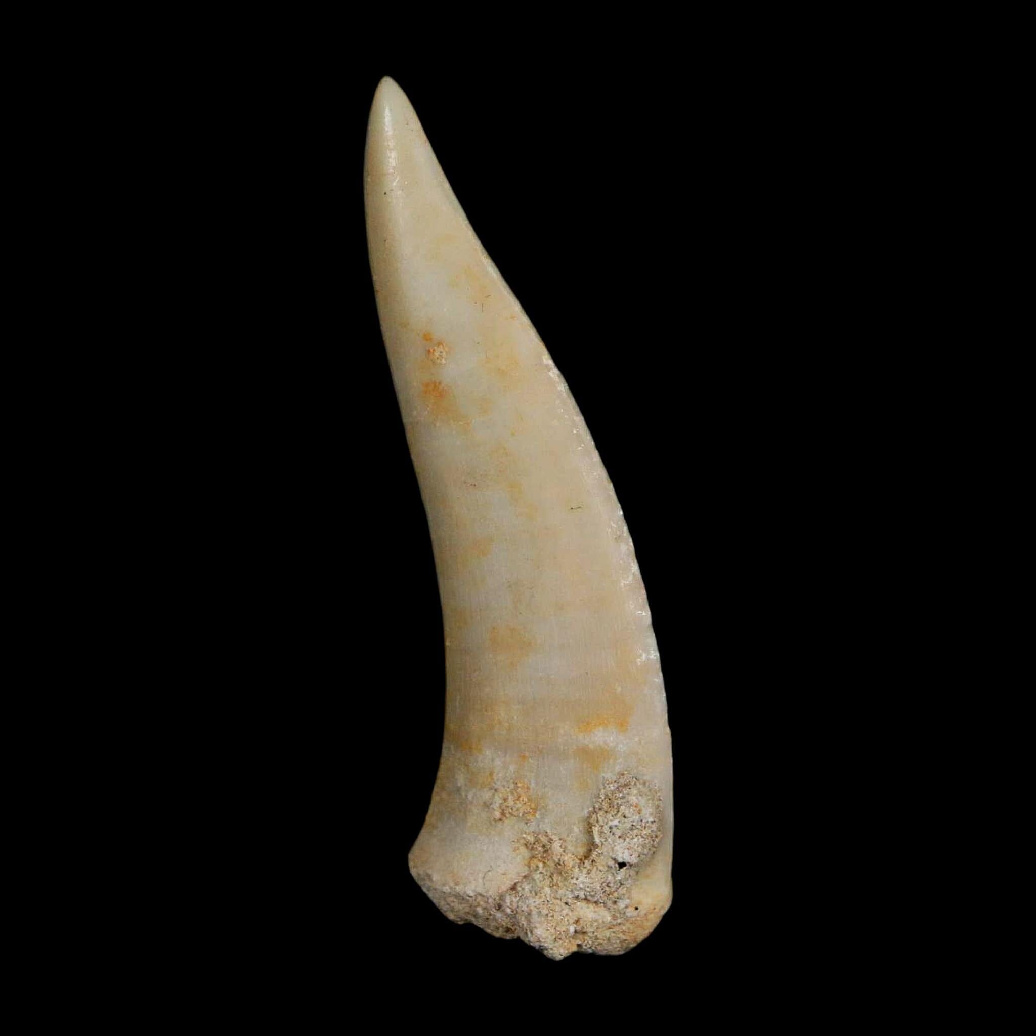 1.9" Saber Toothed Herring Fossil Fang Enchodus Libycus Cretaceous COA Stand - Fossil Age Minerals