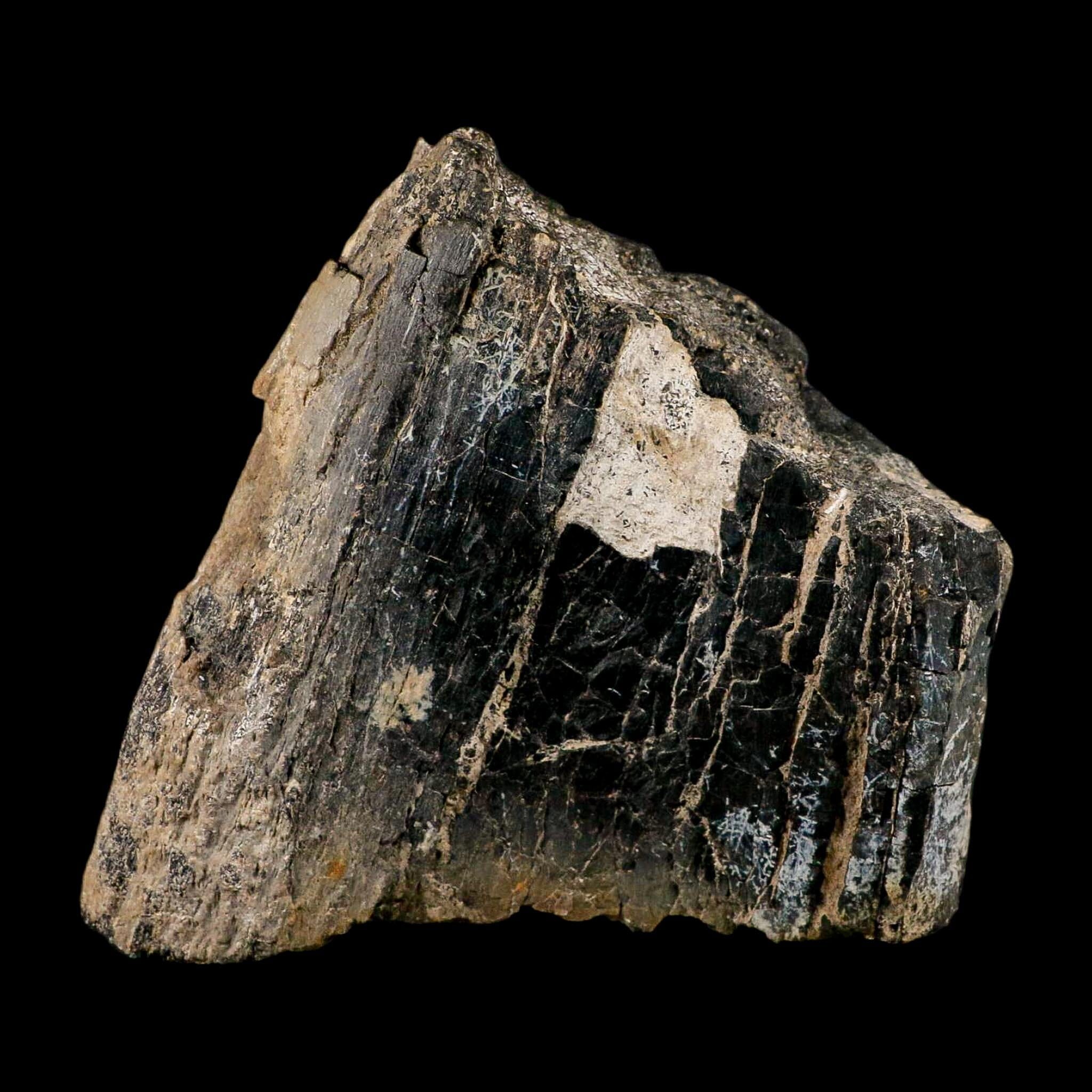 5.2" Camarasaurus Dinosaur Fossil Limb Bone Morrison FM CO Jurassic Age COA Stand - Fossil Age Minerals