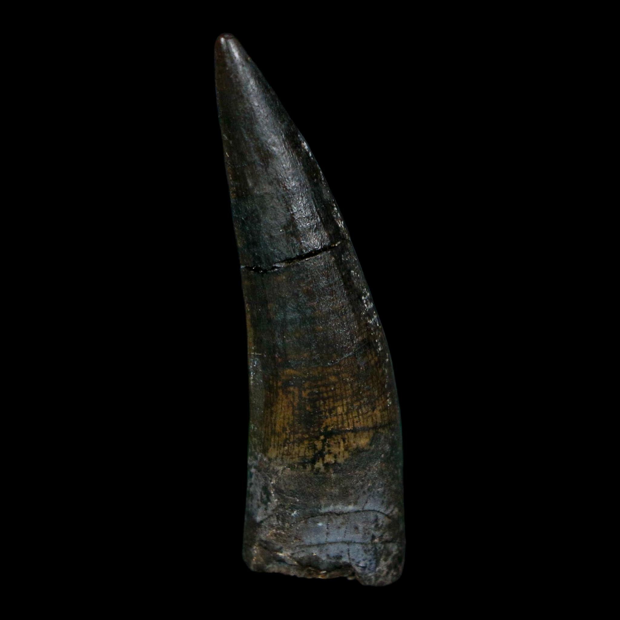 1.7" Suchomimus Fossil Tooth Cretaceous Spinosaurid Dinosaur Elraz FM Niger COA