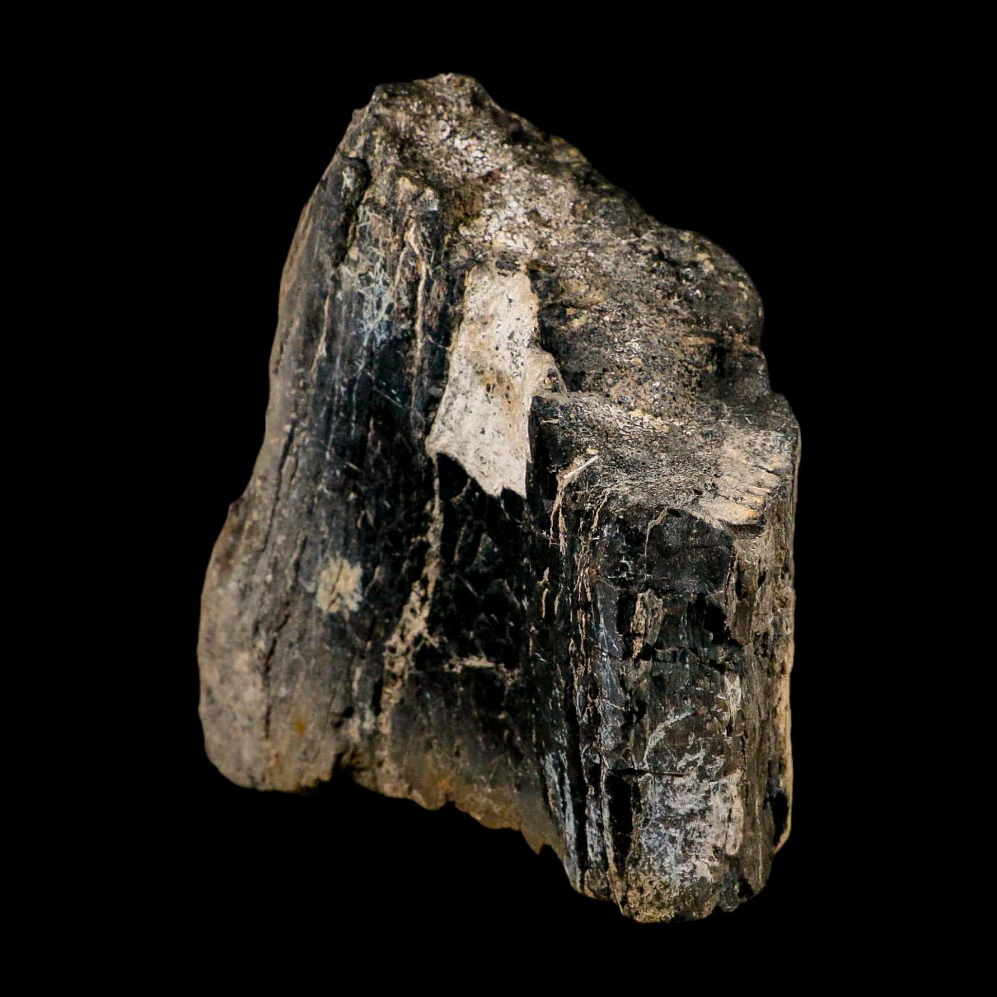 5.2" Camarasaurus Dinosaur Fossil Limb Bone Morrison FM CO Jurassic Age COA Stand - Fossil Age Minerals
