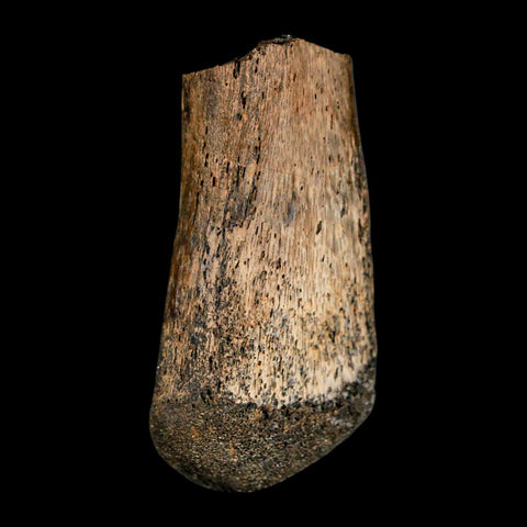 2" Brachylophosaurus Fossil Metacarpal Cretaceous Dinosaur Judith River FM MT COA - Fossil Age Minerals