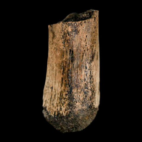 2" Brachylophosaurus Fossil Metacarpal Cretaceous Dinosaur Judith River FM MT COA - Fossil Age Minerals
