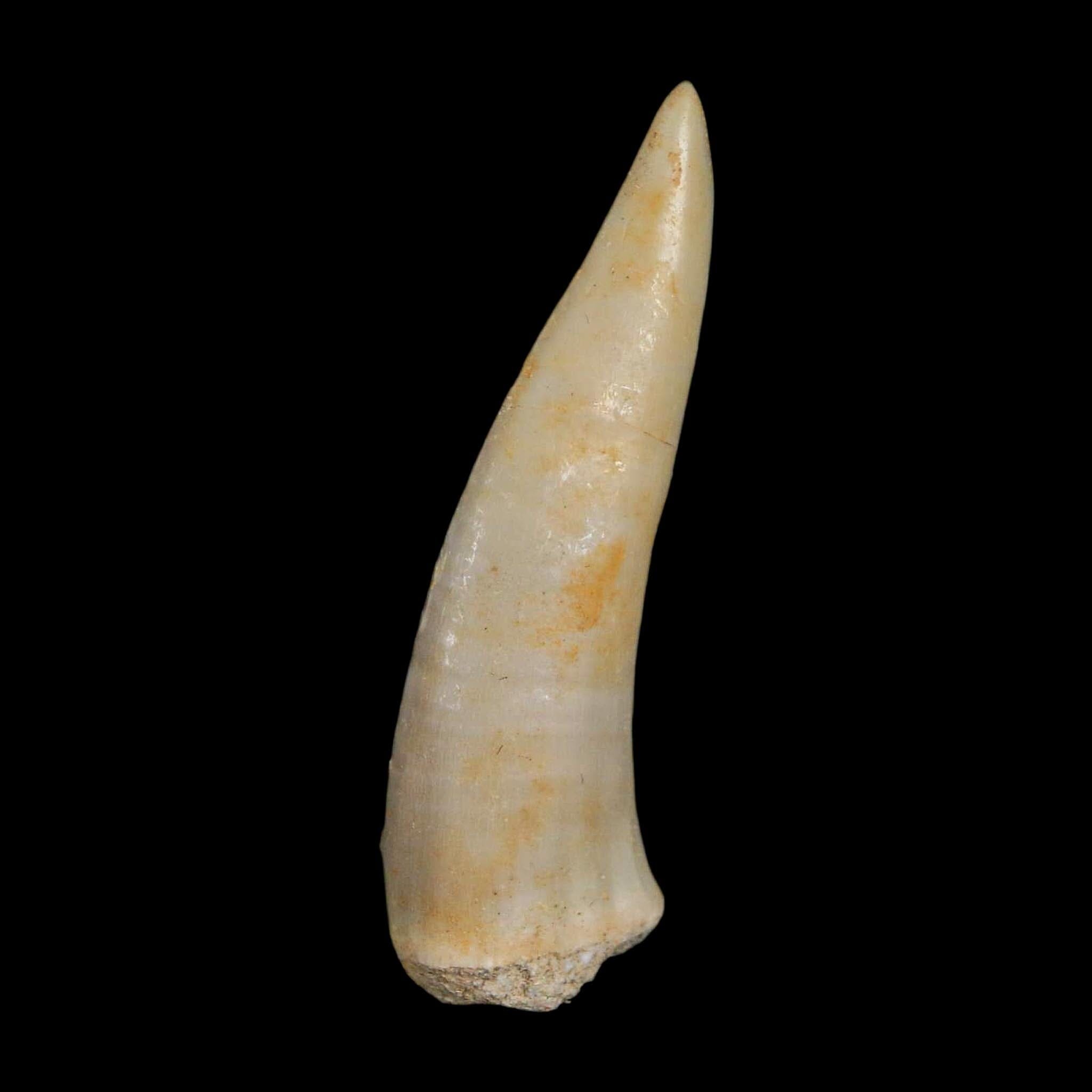1.9" Saber Toothed Herring Fossil Fang Enchodus Libycus Cretaceous COA Stand - Fossil Age Minerals