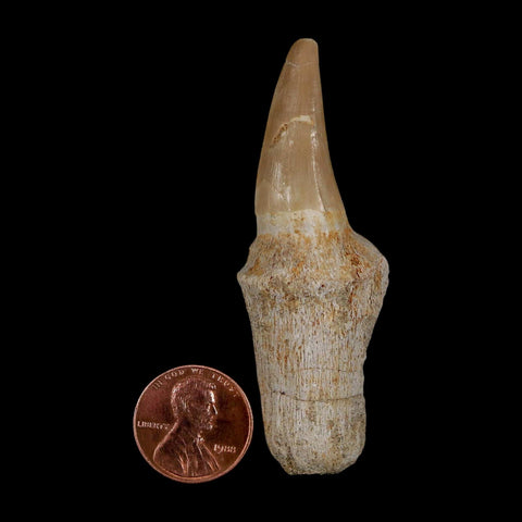 2.7" Mosasaur Eremiasaurus Fossil Tooth Rooted Cretaceous Dinosaur Era COA