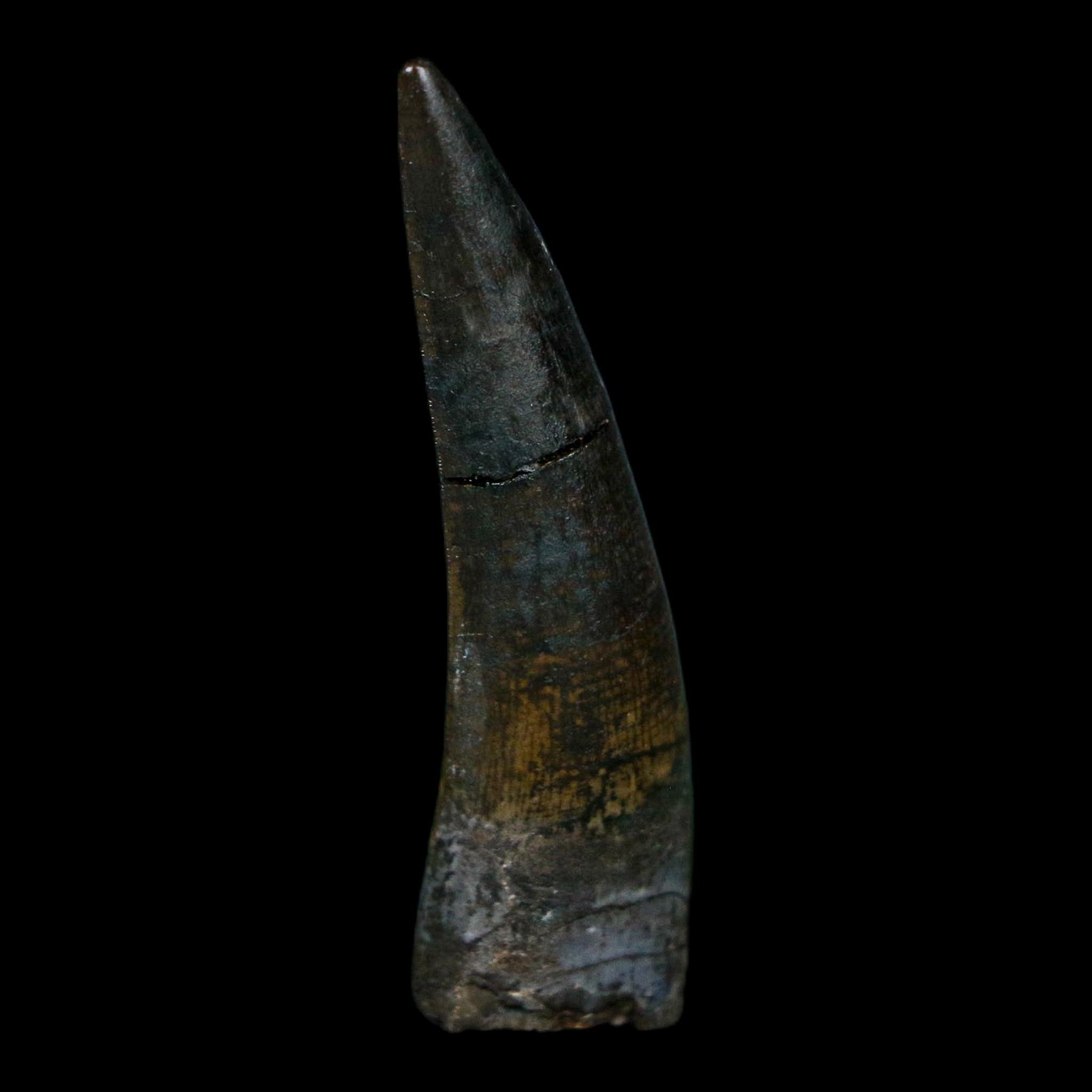 1.7" Suchomimus Fossil Tooth Cretaceous Spinosaurid Dinosaur Elraz FM Niger COA
