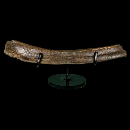 9.2" Tyrannosaur Fossil Rib Bone Cretaceous Dinosaur Two Medicine FM MT COA Stand
