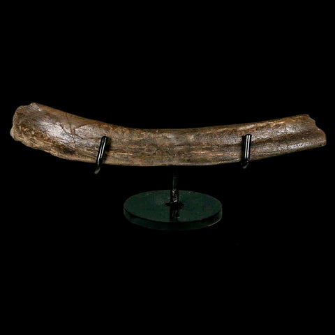 9.2" Tyrannosaur Fossil Rib Bone Cretaceous Dinosaur Two Medicine FM MT COA Stand