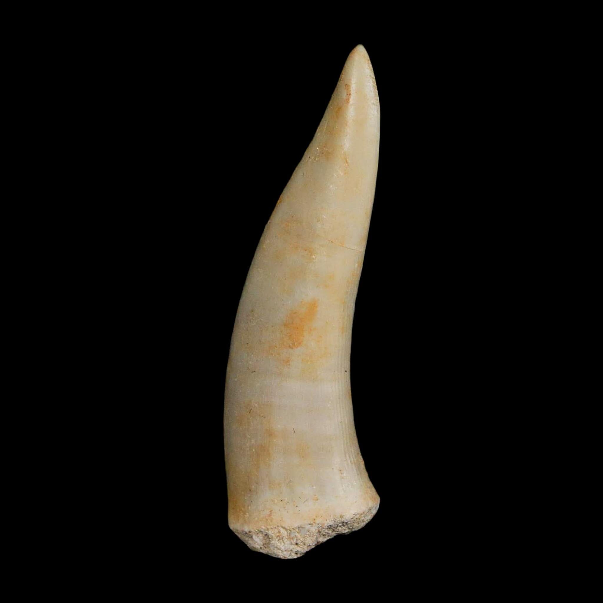 1.9" Saber Toothed Herring Fossil Fang Enchodus Libycus Cretaceous COA Stand - Fossil Age Minerals
