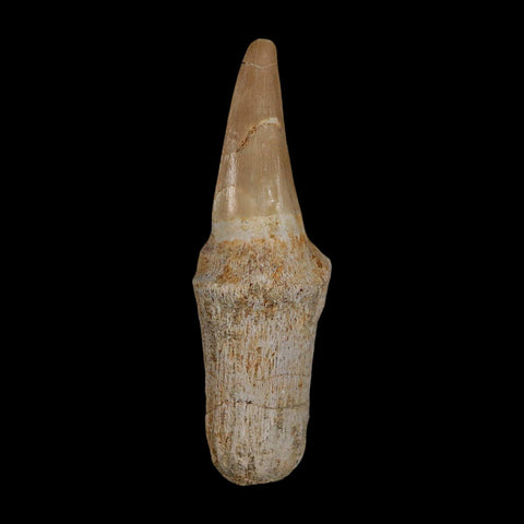 2.7" Mosasaur Eremiasaurus Fossil Tooth Rooted Cretaceous Dinosaur Era COA