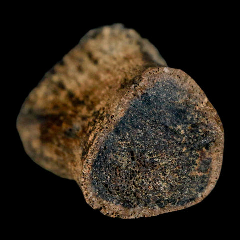 2" Brachylophosaurus Fossil Metacarpal Cretaceous Dinosaur Judith River FM MT COA - Fossil Age Minerals