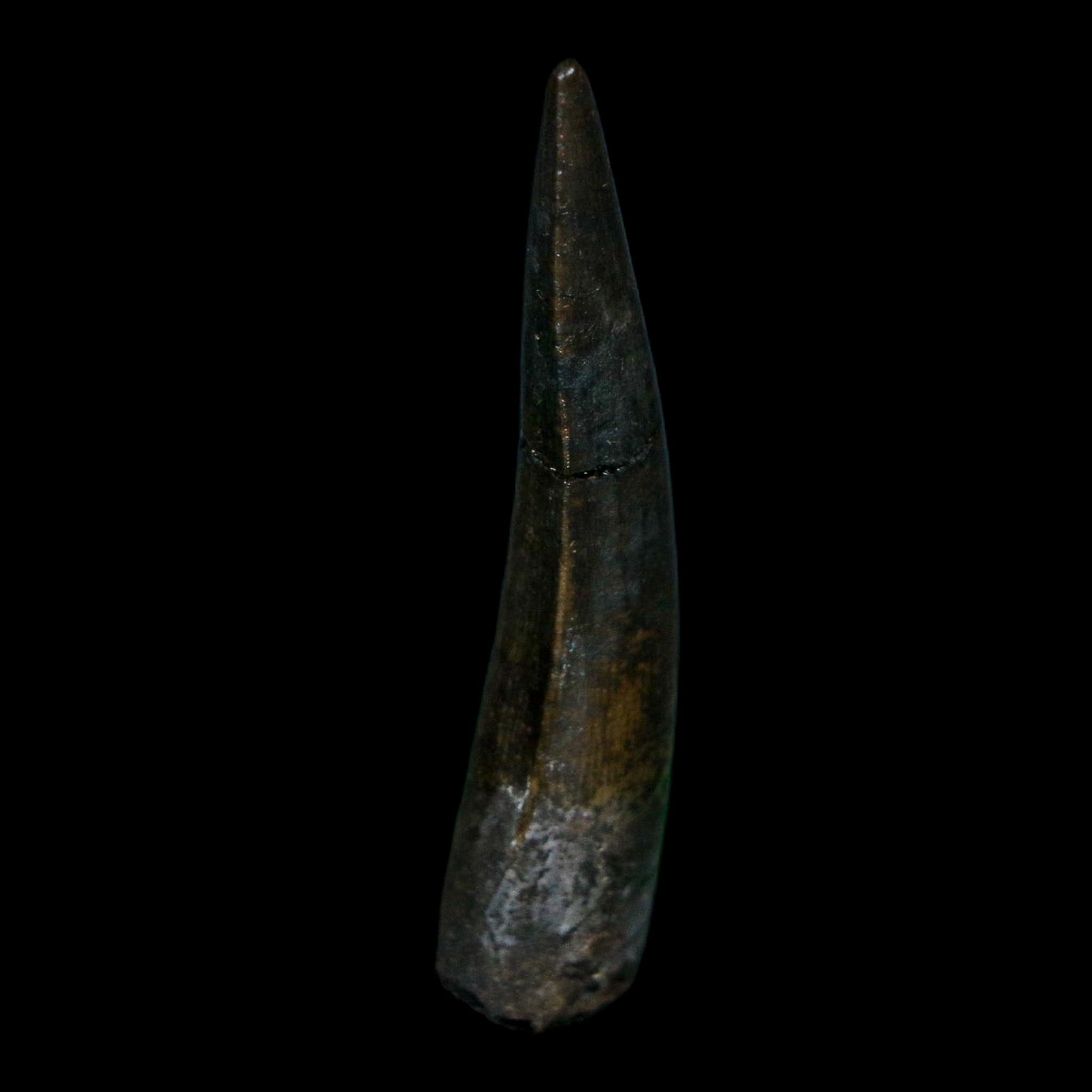 1.7" Suchomimus Fossil Tooth Cretaceous Spinosaurid Dinosaur Elraz FM Niger COA