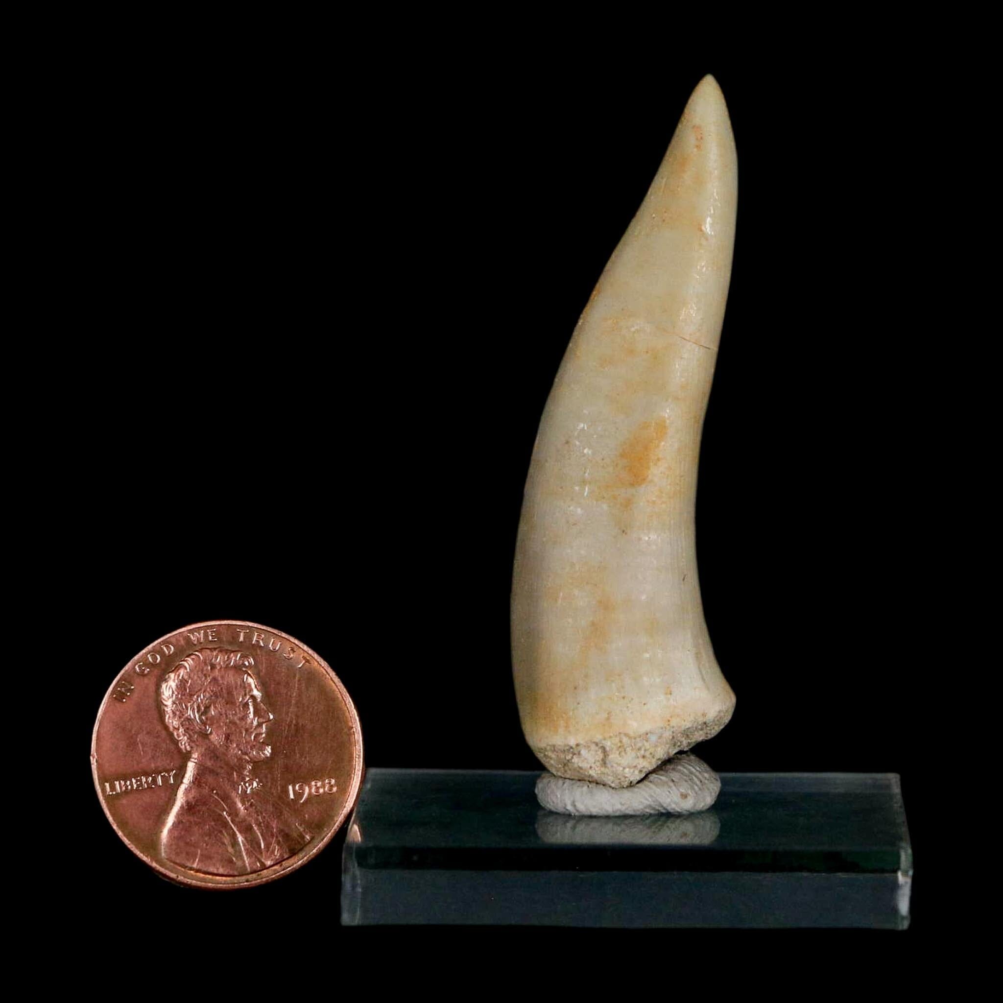 1.9" Saber Toothed Herring Fossil Fang Enchodus Libycus Cretaceous COA Stand - Fossil Age Minerals