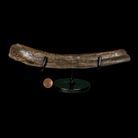 9.2" Tyrannosaur Fossil Rib Bone Cretaceous Dinosaur Two Medicine FM MT COA Stand