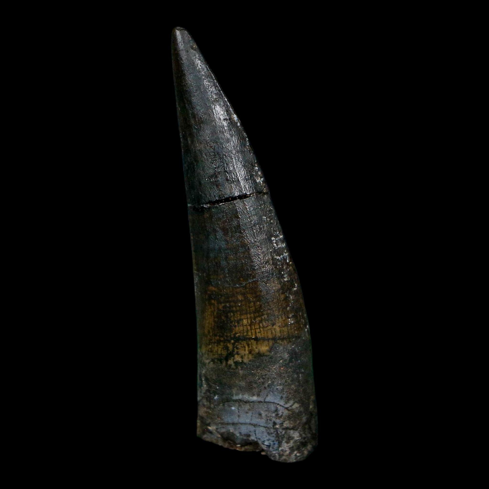 1.7" Suchomimus Fossil Tooth Cretaceous Spinosaurid Dinosaur Elraz FM Niger COA