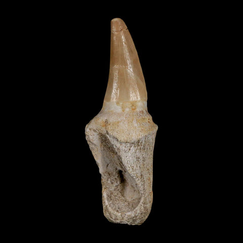 2.7" Mosasaur Eremiasaurus Fossil Tooth Rooted Cretaceous Dinosaur Era COA