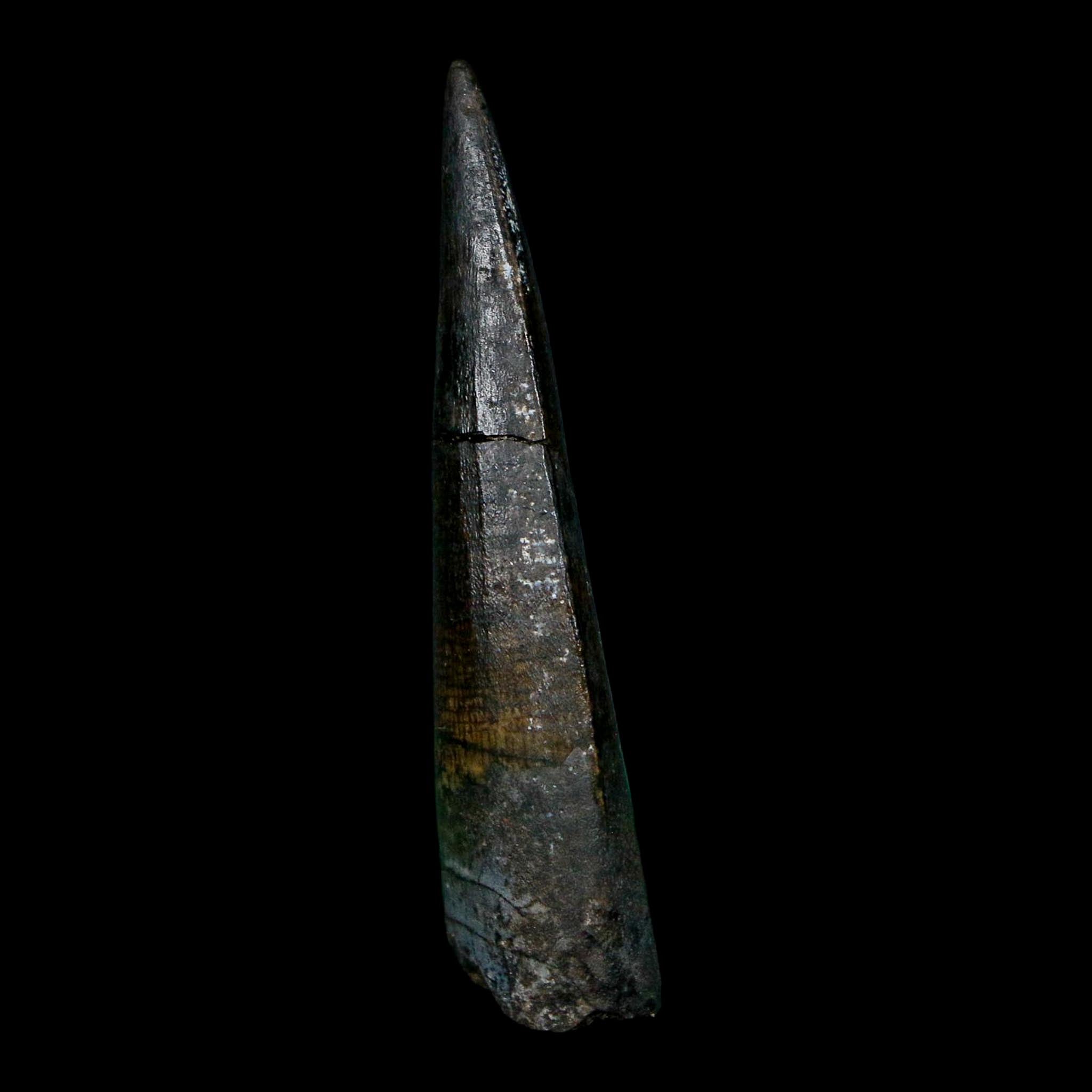 1.7" Suchomimus Fossil Tooth Cretaceous Spinosaurid Dinosaur Elraz FM Niger COA