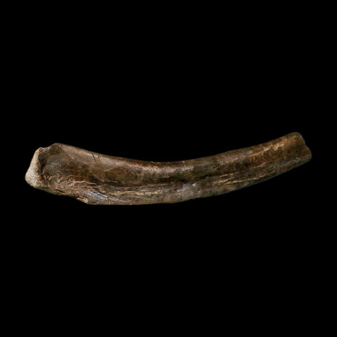 9.2" Tyrannosaur Fossil Rib Bone Cretaceous Dinosaur Two Medicine FM MT COA Stand