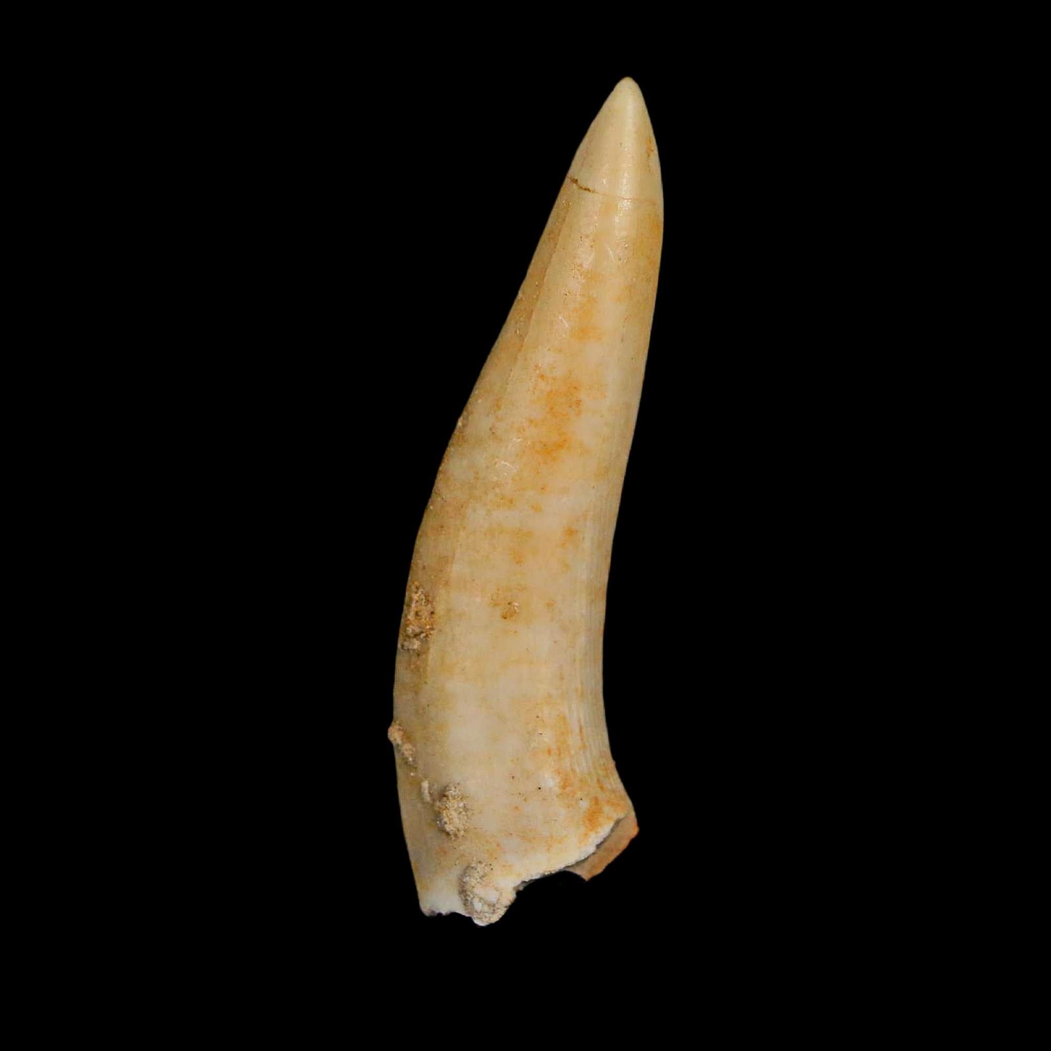 XL 2.1" Saber Toothed Herring Fossil Fang Enchodus Libycus Cretaceous COA Stand - Fossil Age Minerals