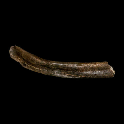 9.2" Tyrannosaur Fossil Rib Bone Cretaceous Dinosaur Two Medicine FM MT COA Stand