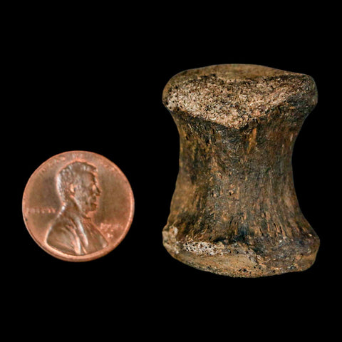 1.3" Gryposaurus Fossil Tail Vertebrae Bone Duck-Billed Dinosaur Judith River MT COA - Fossil Age Minerals