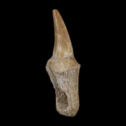 2.7" Mosasaur Eremiasaurus Fossil Tooth Rooted Cretaceous Dinosaur Era COA