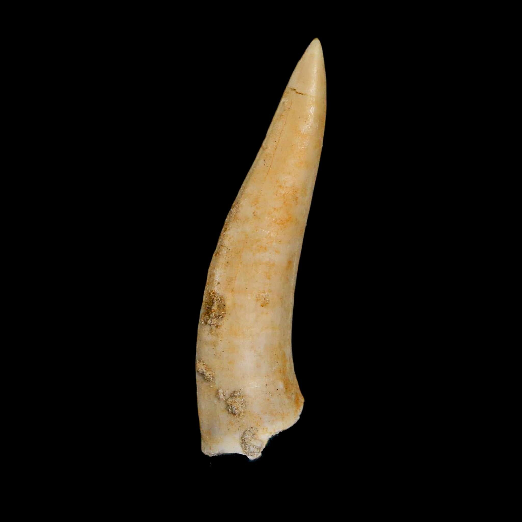 XL 2.1" Saber Toothed Herring Fossil Fang Enchodus Libycus Cretaceous COA Stand - Fossil Age Minerals