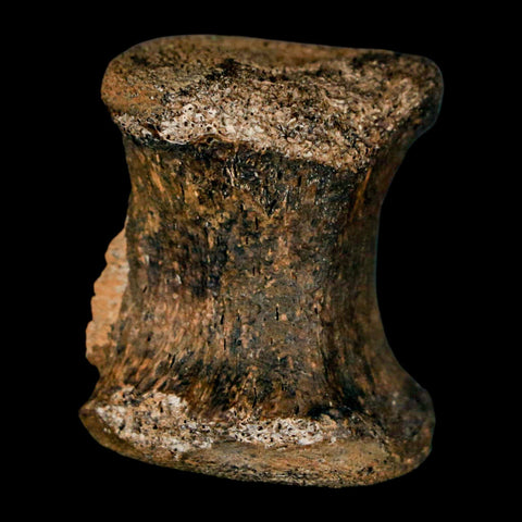 1.3" Gryposaurus Fossil Tail Vertebrae Bone Duck-Billed Dinosaur Judith River MT COA - Fossil Age Minerals