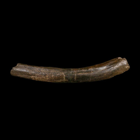 9.2" Tyrannosaur Fossil Rib Bone Cretaceous Dinosaur Two Medicine FM MT COA Stand