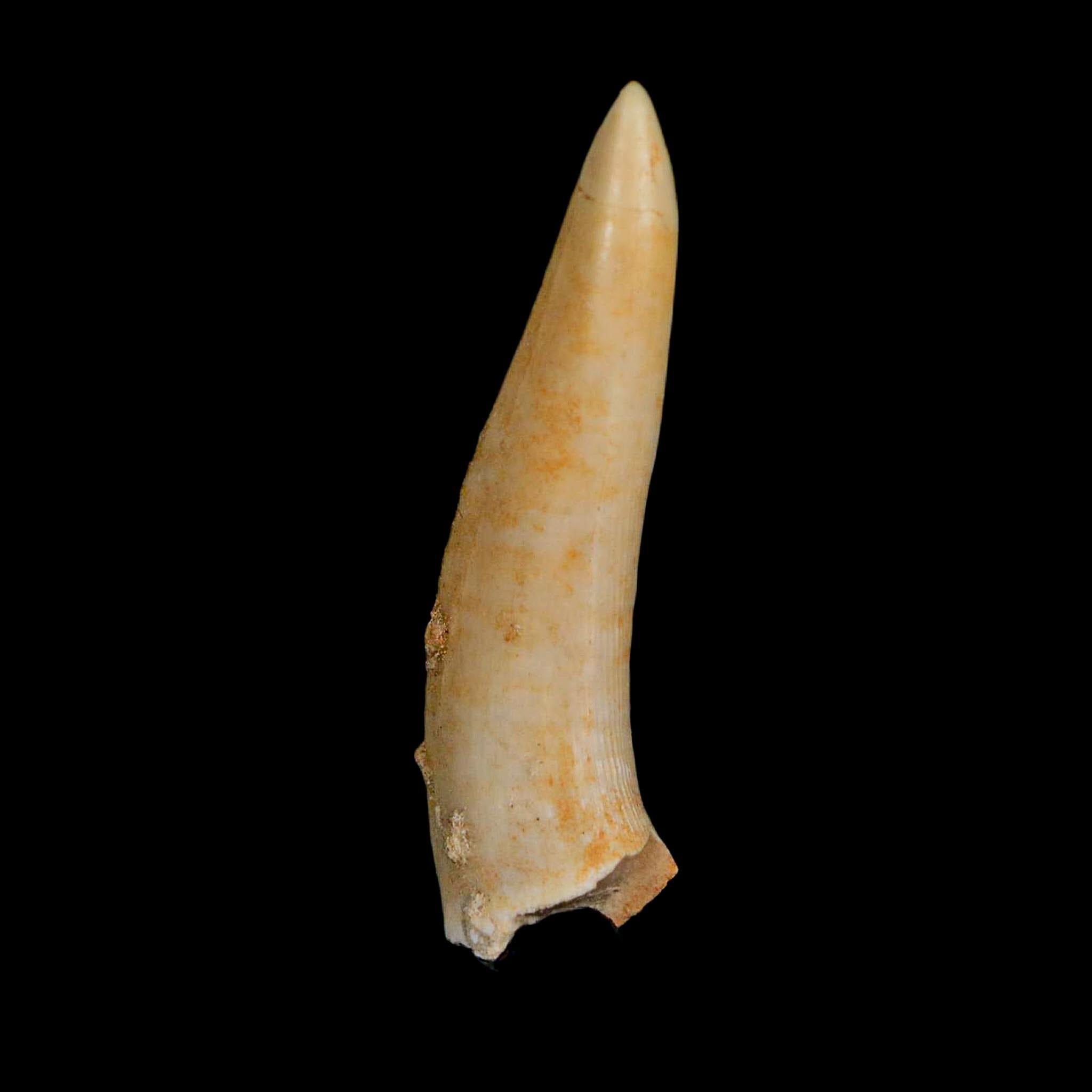 XL 2.1" Saber Toothed Herring Fossil Fang Enchodus Libycus Cretaceous COA Stand - Fossil Age Minerals