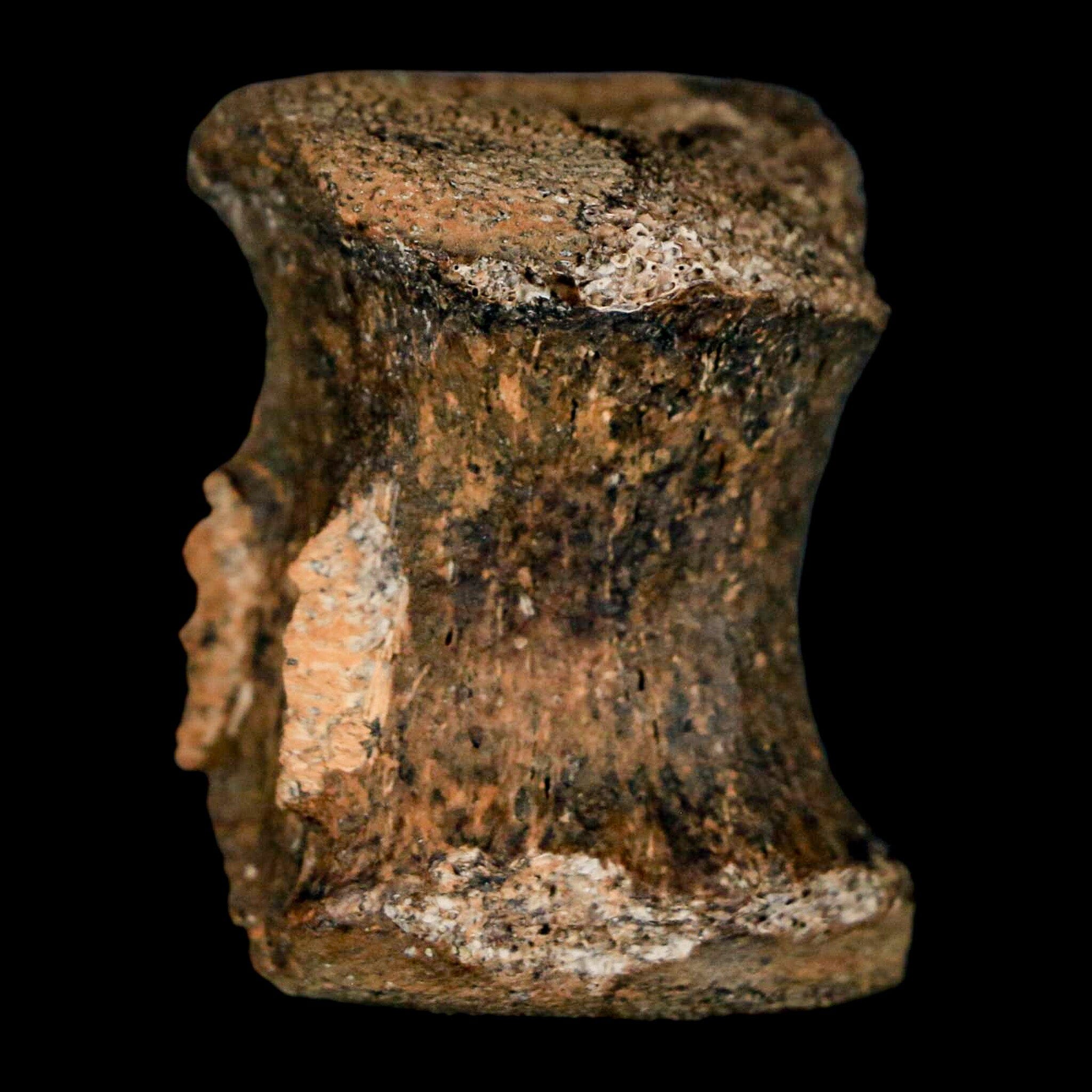 1.3" Gryposaurus Fossil Tail Vertebrae Bone Duck-Billed Dinosaur Judith River MT COA - Fossil Age Minerals