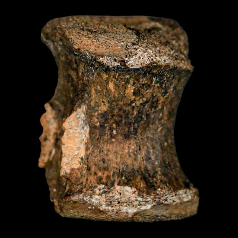 1.3" Gryposaurus Fossil Tail Vertebrae Bone Duck-Billed Dinosaur Judith River MT COA - Fossil Age Minerals