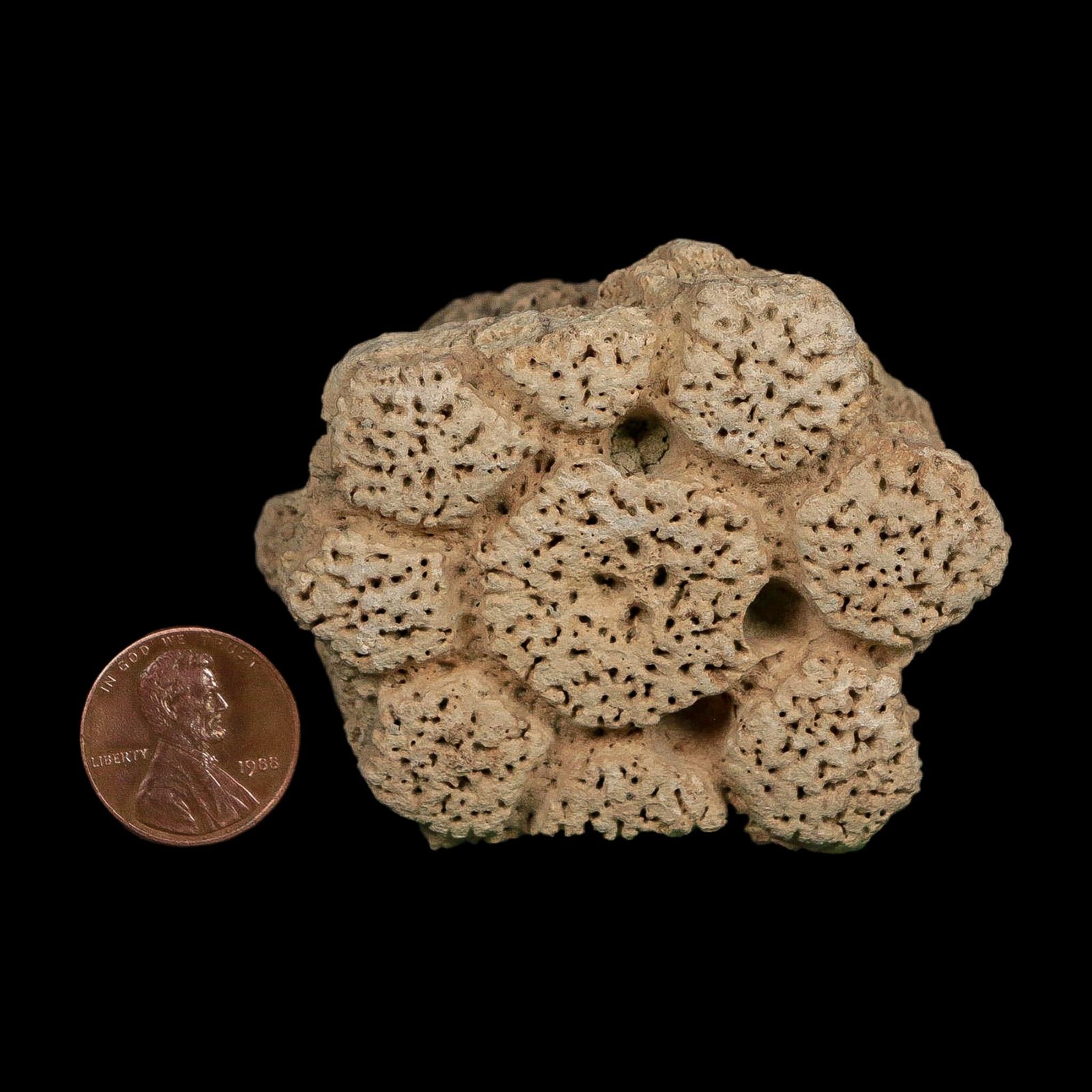 2.5" Glyptodon Fossil Osteoderm Scute Plate Bony Armor Pleistocene Uruguay COA - Fossil Age Minerals
