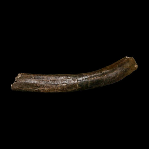 9.2" Tyrannosaur Fossil Rib Bone Cretaceous Dinosaur Two Medicine FM MT COA Stand